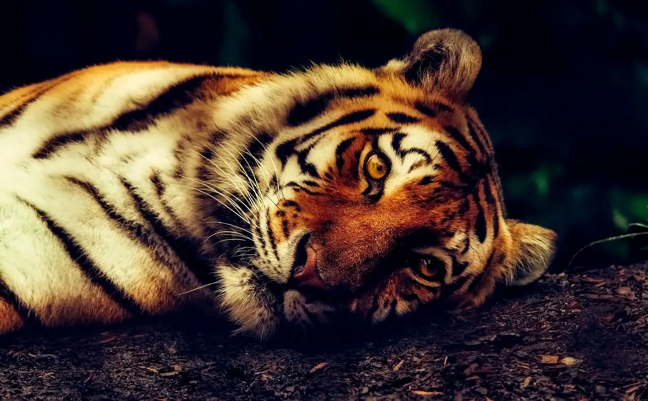 Trabajar en tiger